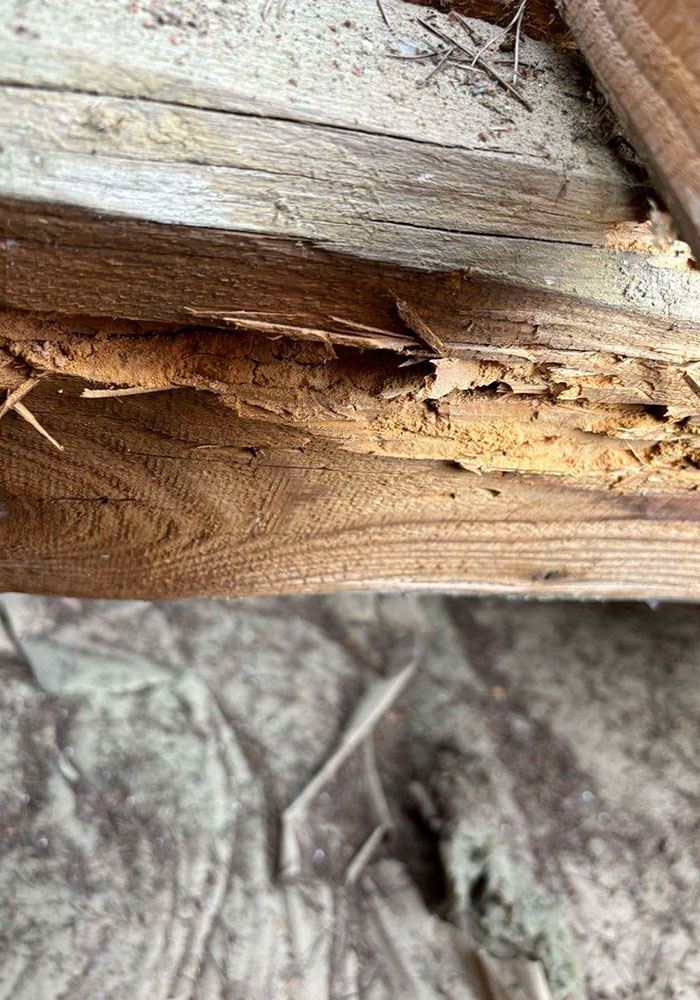 Eradication des nuisibles de charpente à Bois d'Arcy (78390) dans les Yvelines (78)